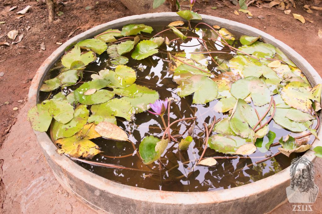 Eden Of Zen Hotel Auroville Luaran gambar