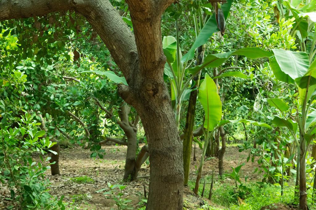 Eden Of Zen Hotel Auroville Luaran gambar