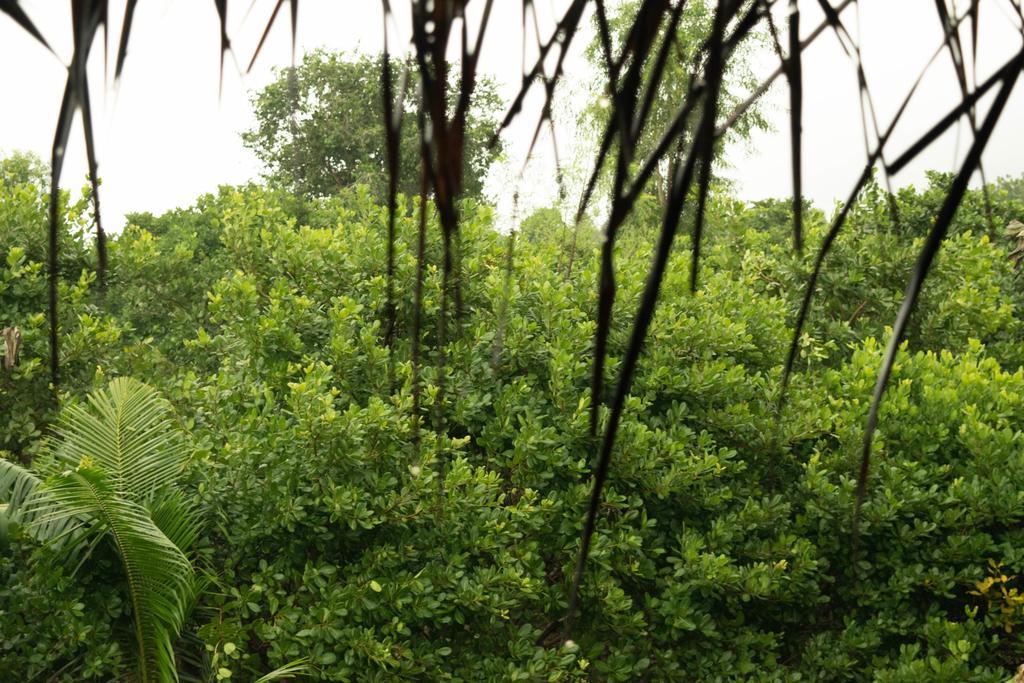 Eden Of Zen Hotel Auroville Luaran gambar